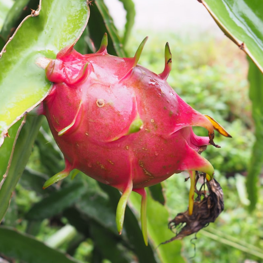 30Pcs Dragon Fruit Seeds