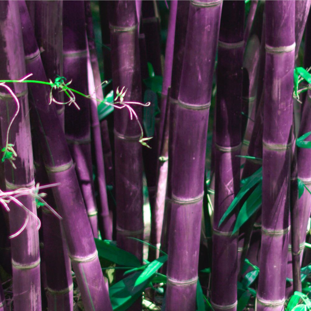 Rare Purple Timor Bamboo Bambusa Seeds