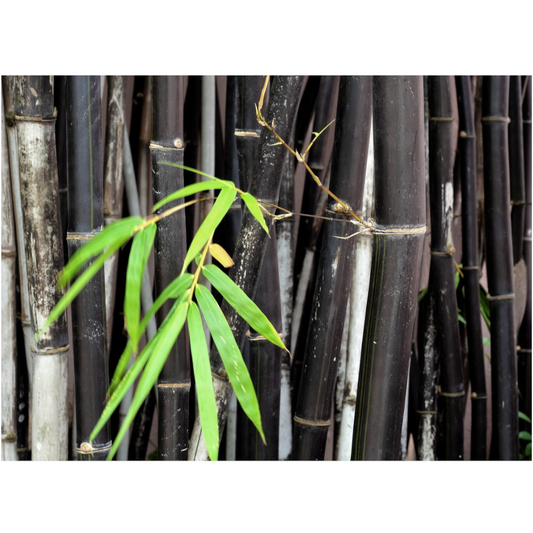 20Pcs Black Timor Bamboo Bambusa Seeds