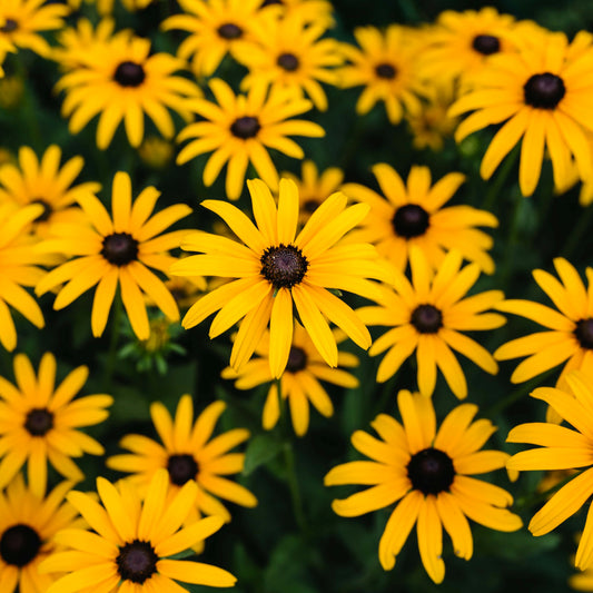 200Pcs Black-Eyed Susan (Rudbeckia hirta) Seeds