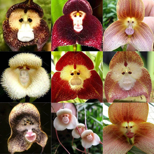 50 Pcs Monkey Face Orchid Flower Seeds