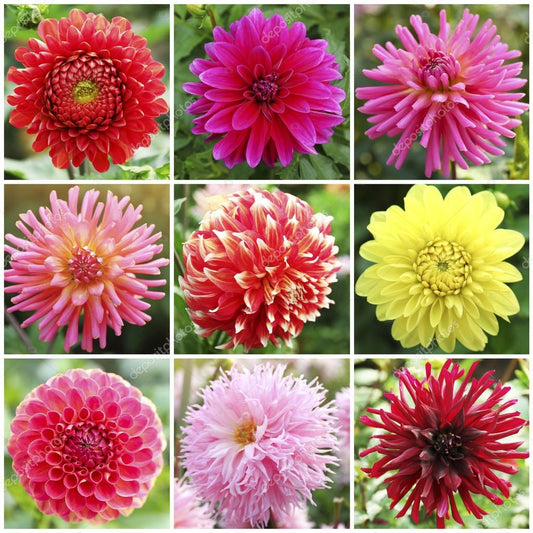 Rainbow Dahlia Flower Seeds Mix