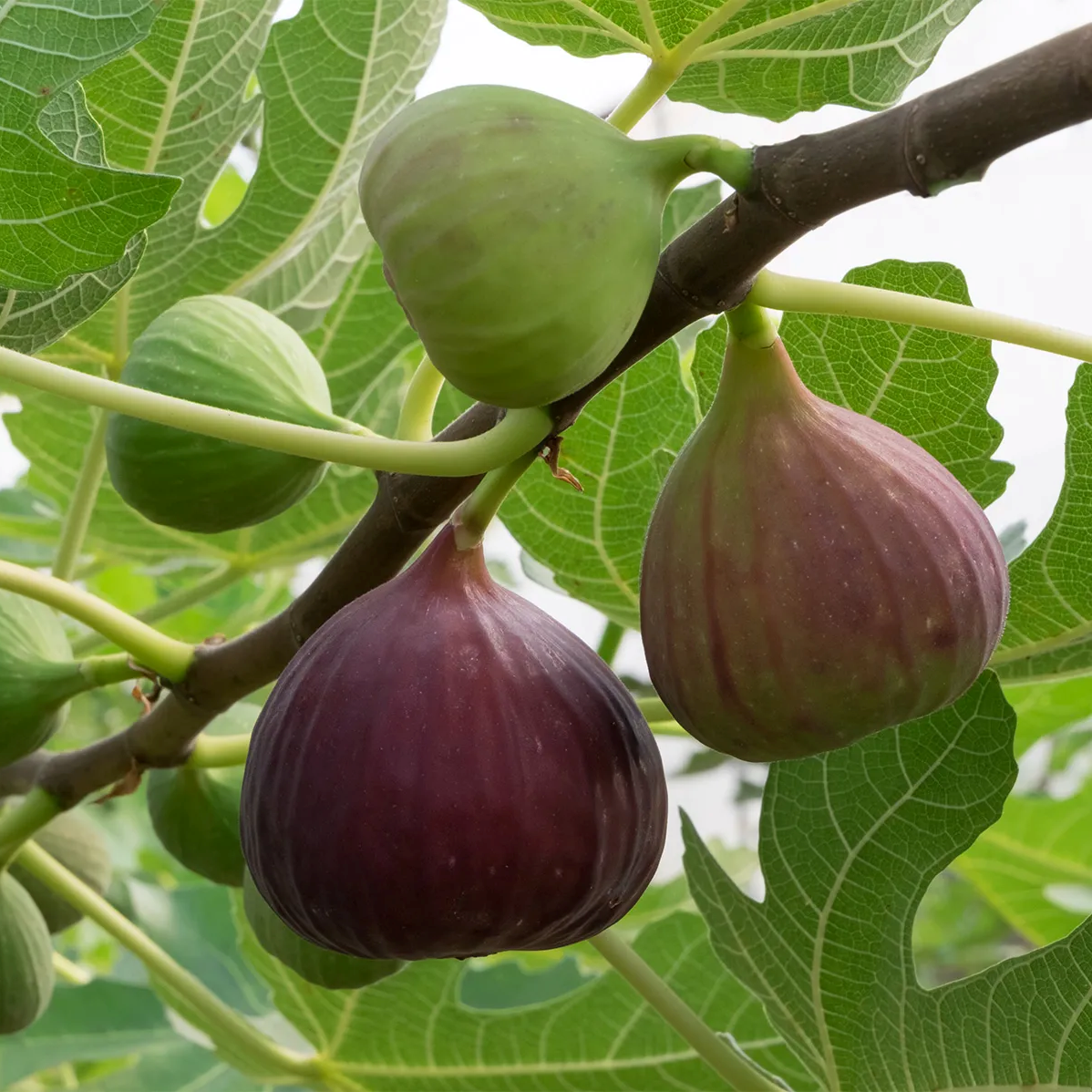 10Pcs Figs Bonsai Fruit Tree Seeds, Dwarf Fig seeds