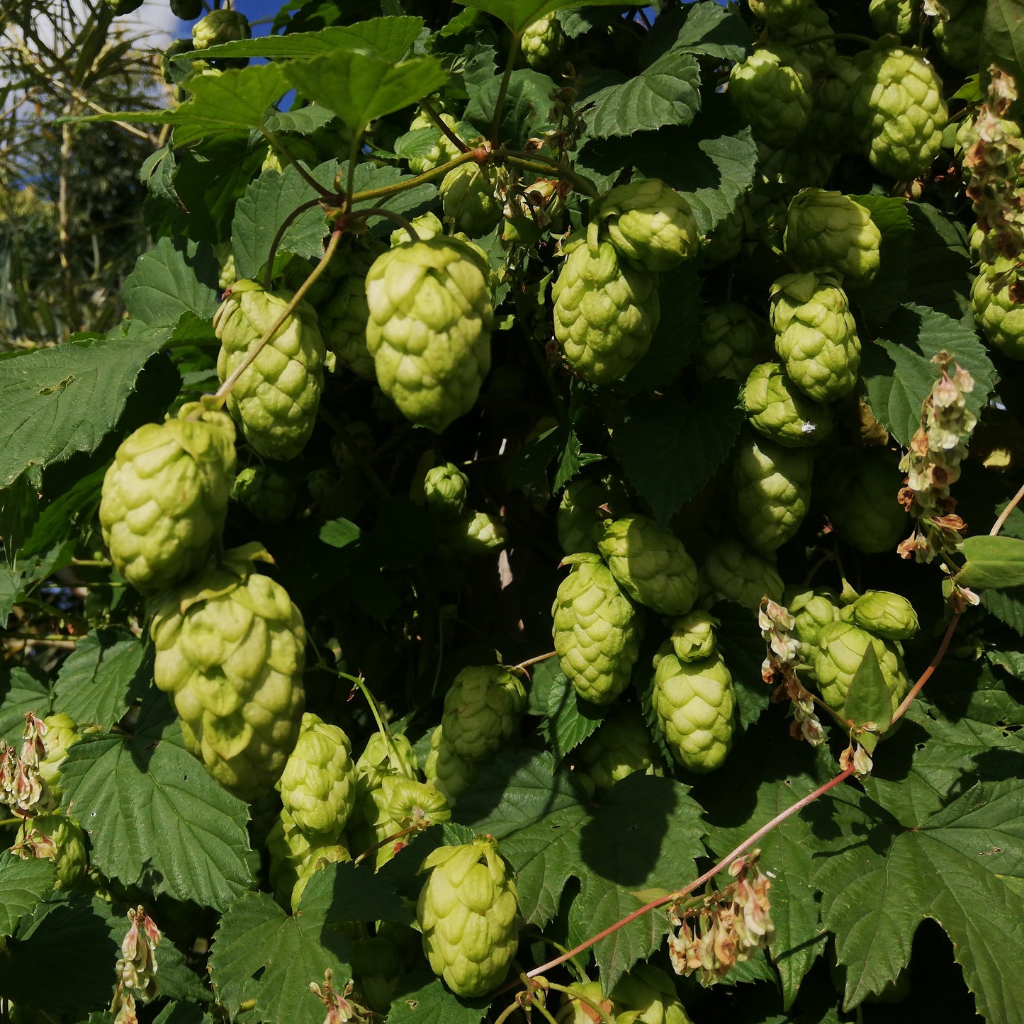 10Pcs Hops (Humulus lupulus) Seeds, Brew Your Own Beer, Easy To Plant
