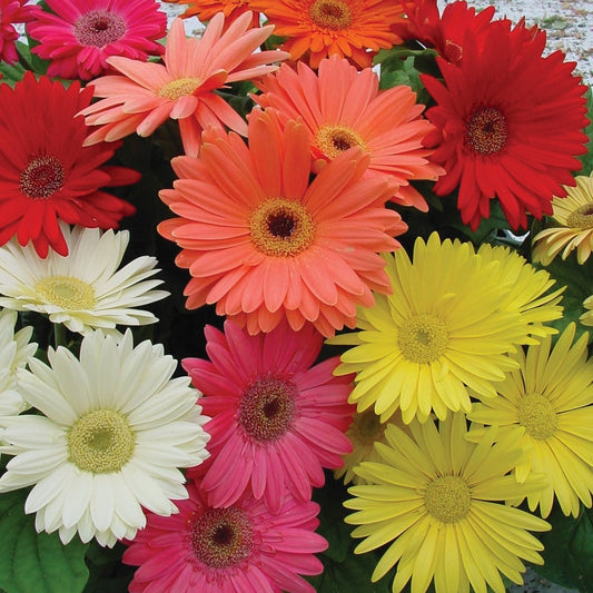 50Pcs Gerbera Daisy Flower Seeds Pack