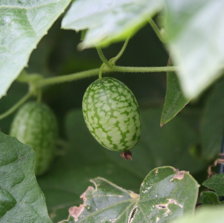 100pcs Mexican Sour Gherkin Mini Cucumber Seeds