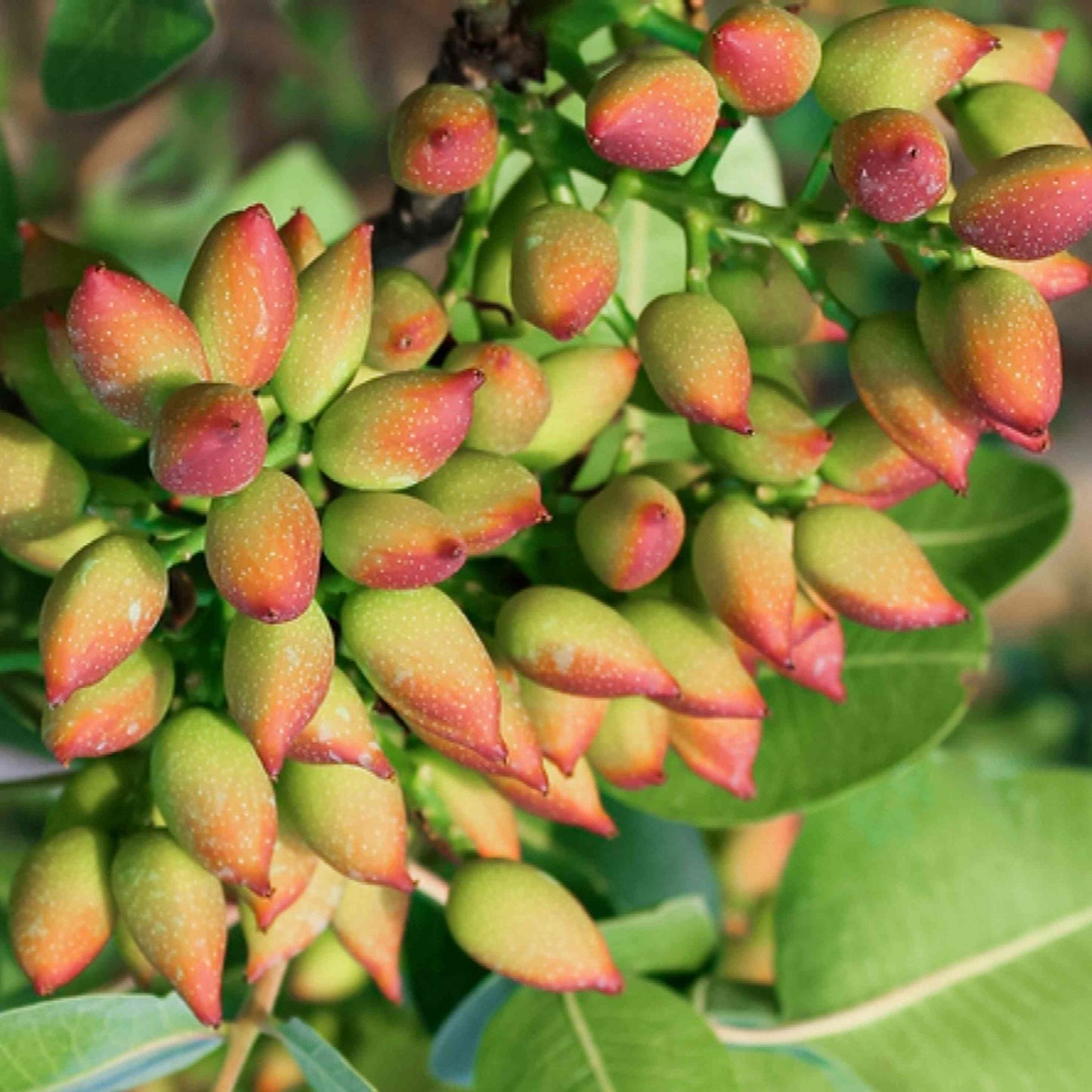 Organic Pistachio Tree Seeds, Non-GMO