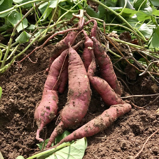 100Pcs Sweet Potato Seeds