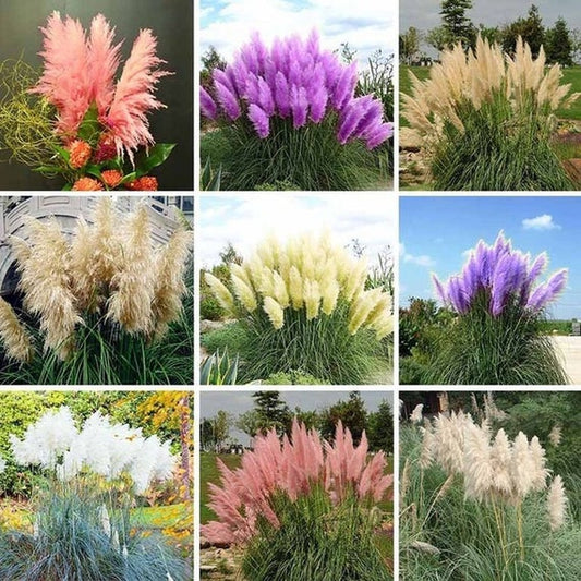 Multi Color Pampas Grass Seeds (Cortaderia selloana)