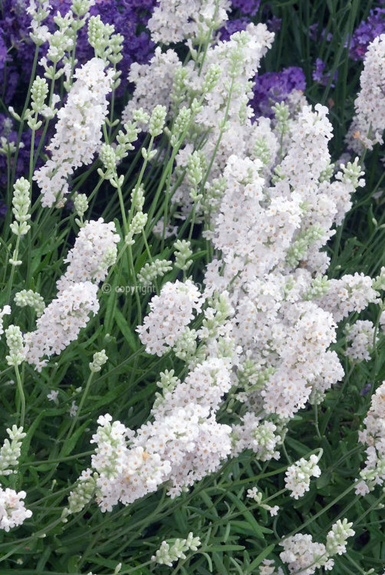 Lavender Ellagance Ice Flower Seeds (Lavandula Angustifolia Ellagance Snow)
