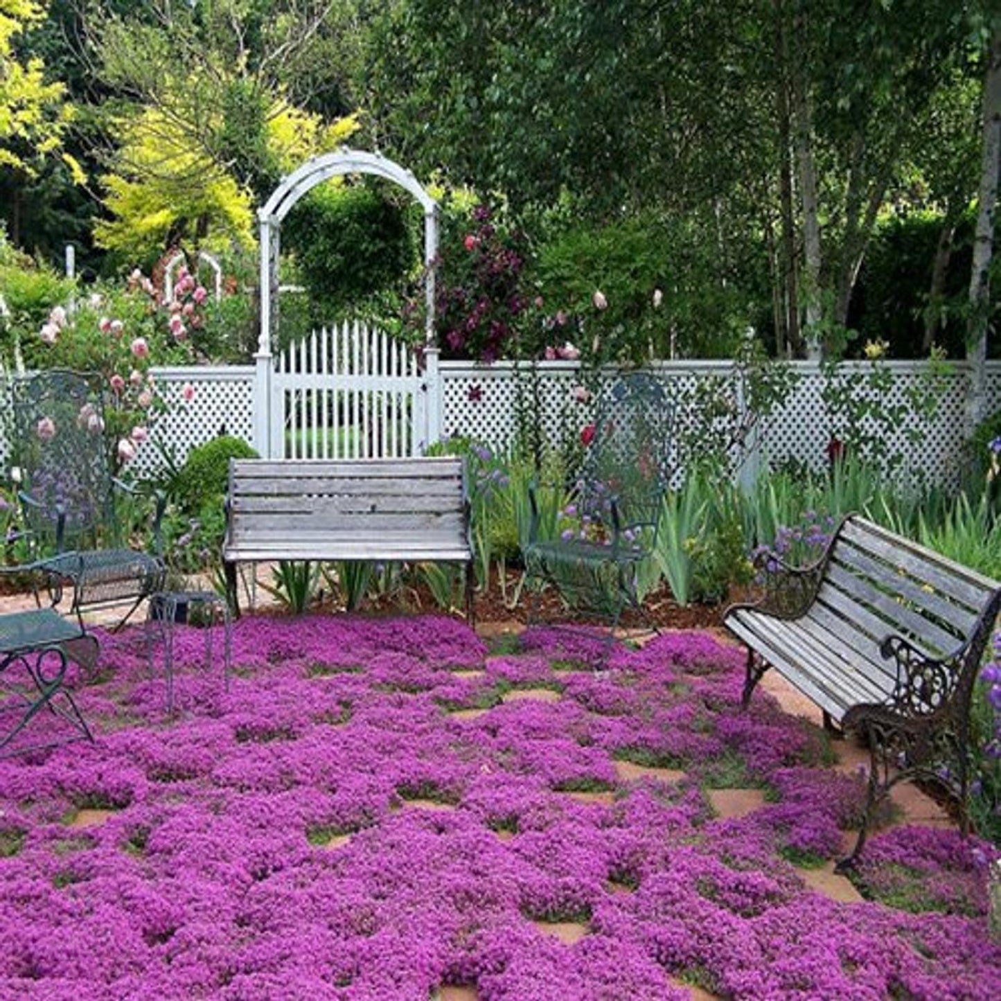 BULK 1,200 Creeping Thyme Magic Carpet Seeds (Thymus Serpyllum) Seeds