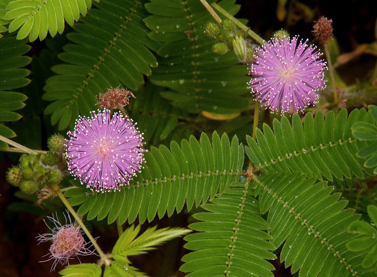 Mimosa Pudica Linn Bashful Grass flores