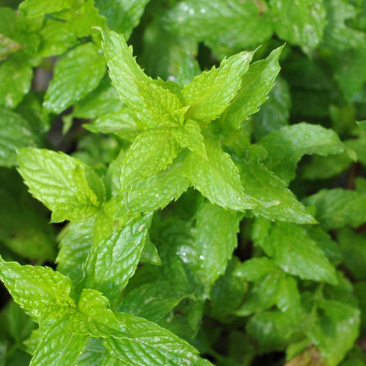 Spearmint Mint Edible Catnip Plant