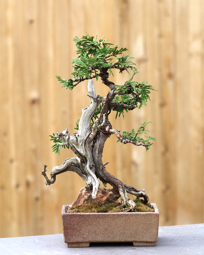 Sabina Chinensis Plantas Chinese (Juniper) Bonsai Plant 100 Seeds