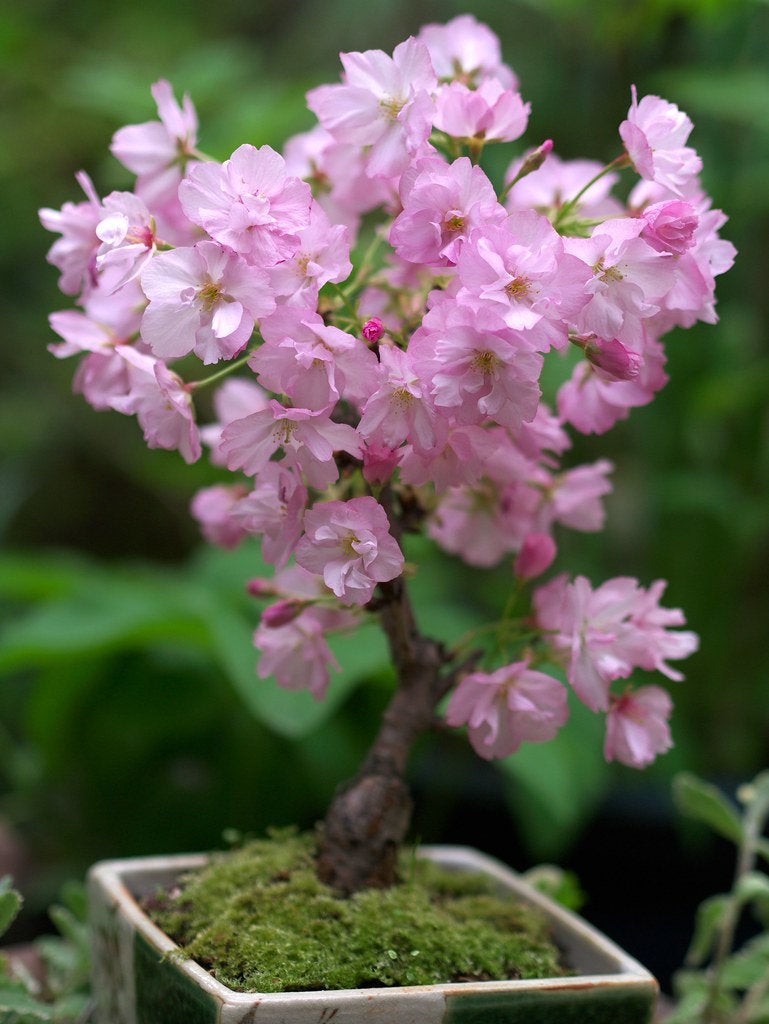 Cherry Blossom Bonsai Plant