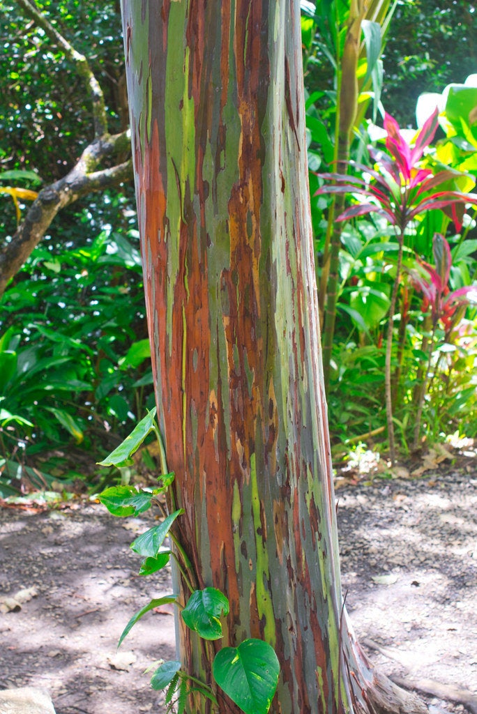 Rainbow Eucalyptus deglupta Tree Seeds