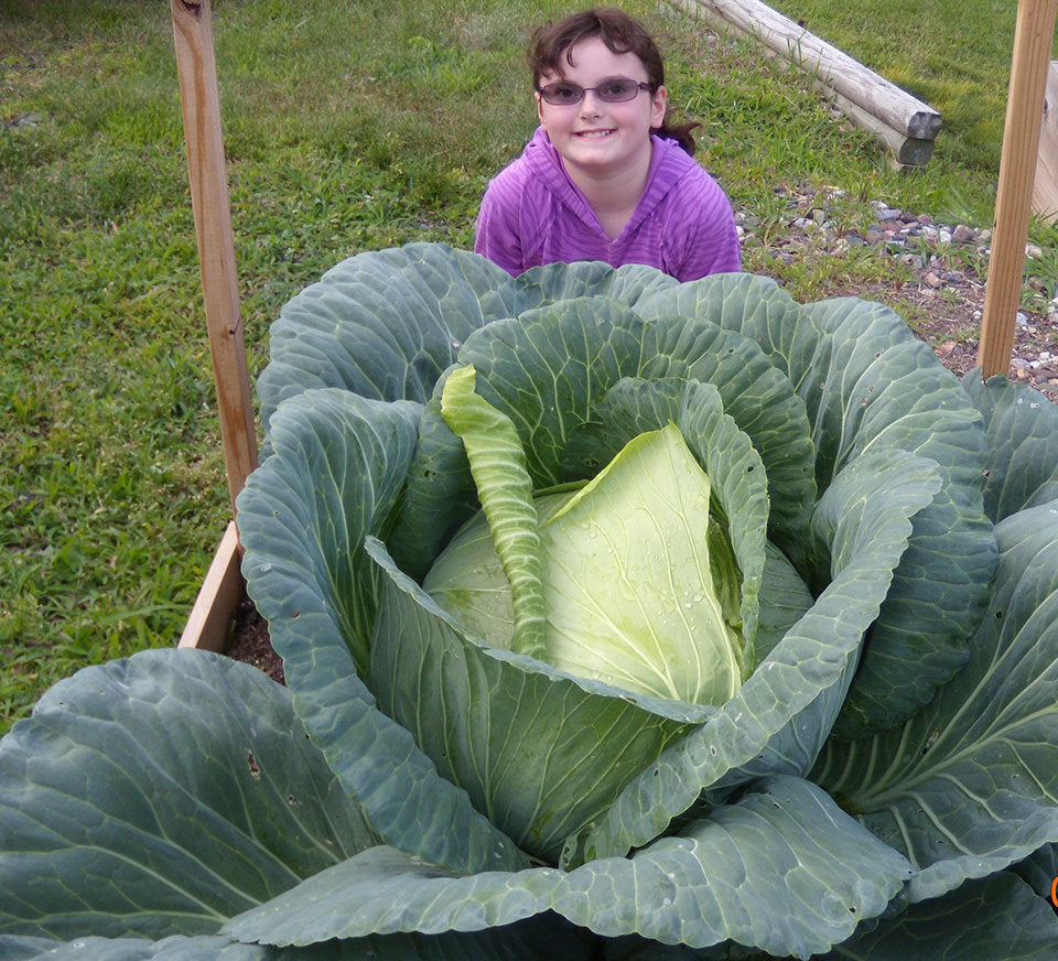 Big Giant Organic Cabbage Seeds