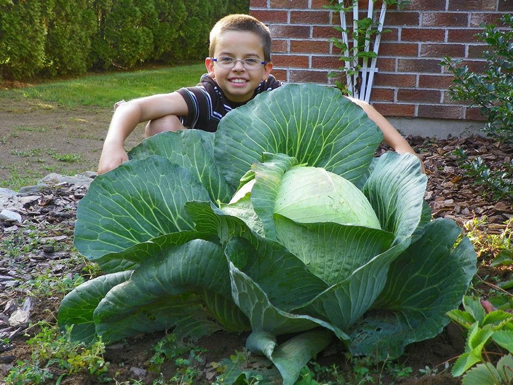 Big Giant Organic Cabbage Seeds
