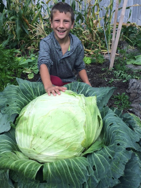 Big Giant Organic Cabbage Seeds