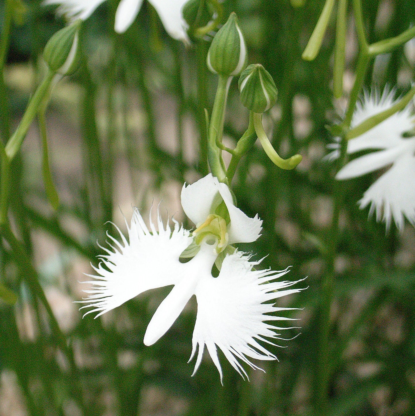 Rare Japanese Radiata White Egret Orchid Bonsai Plant