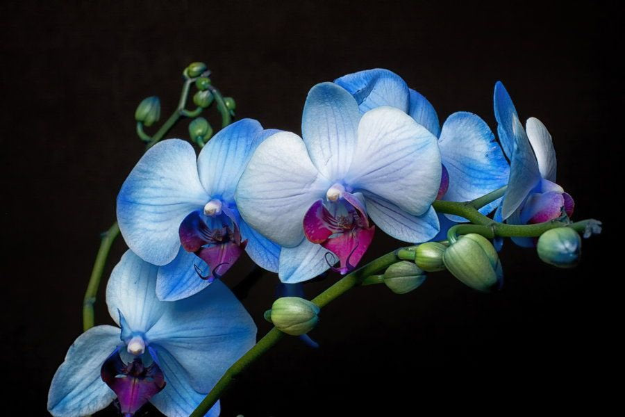 Blue Butterfly Flower, Phalaenopsis Orchids Flower, 200 Seeds
