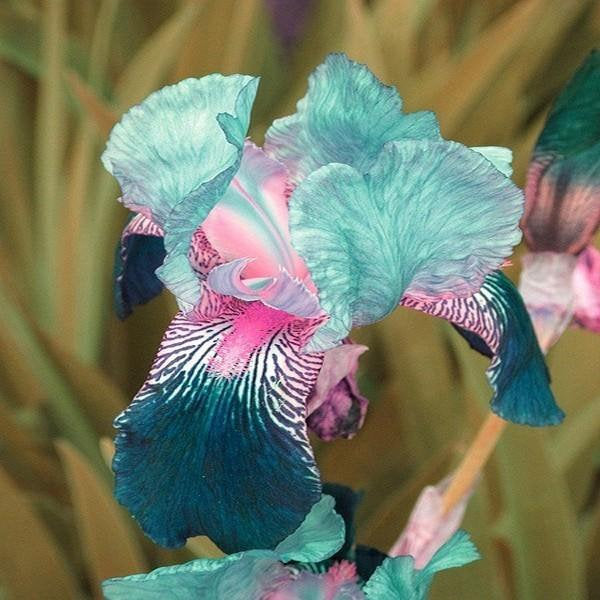 Iris (Phalaenopsis) Orchid Flower