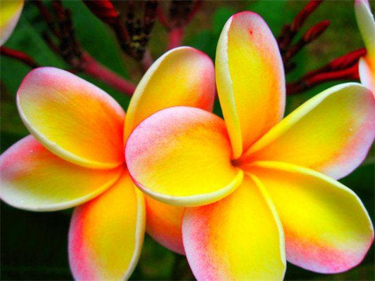 50 Plumeria Rubra Frangipani Seeds