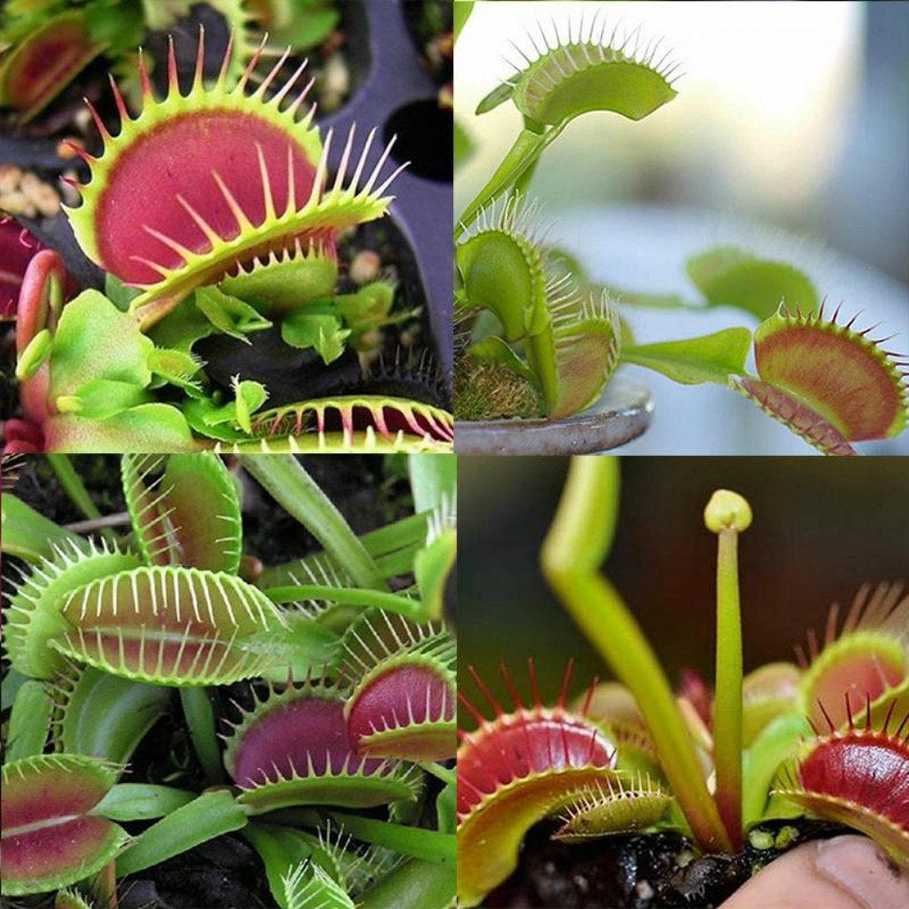 Venus Flytrap Seeds