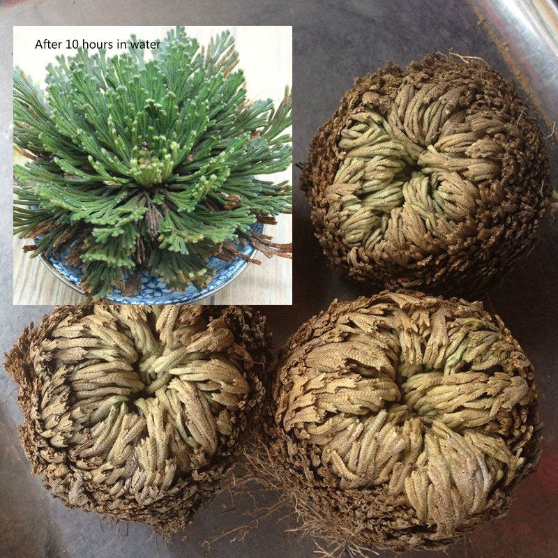 Live RESURRECTION PLANT Rose of Jericho Dinosaur Fern Miracle Air