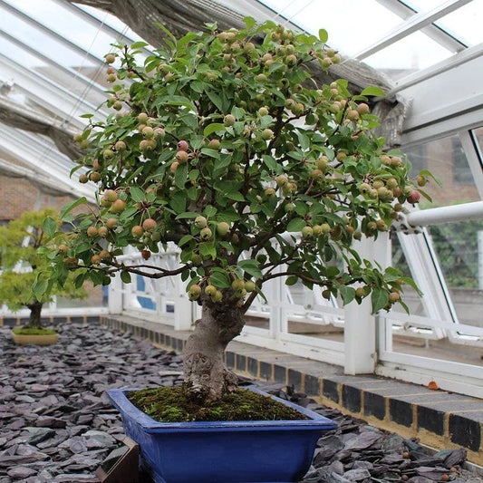 Pomegranate Dwarf Tree Bonsai , Flowering Fruit, 20 Seeds