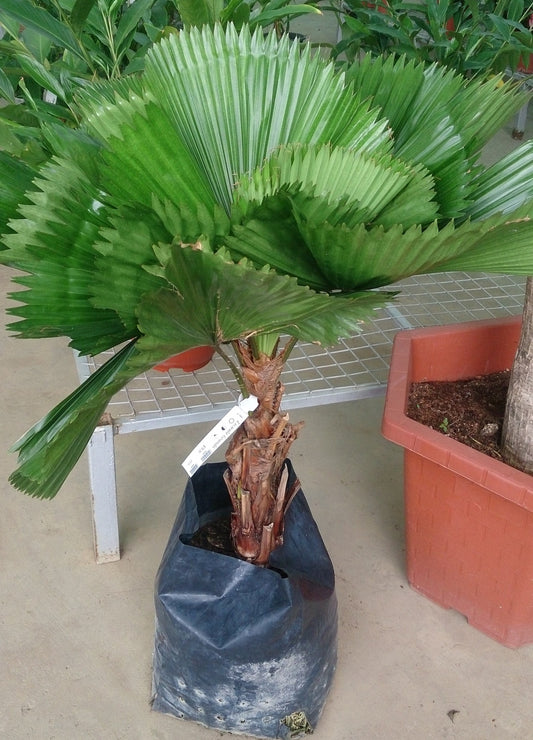 Palm Tree (Licuala Cordate) Seeds