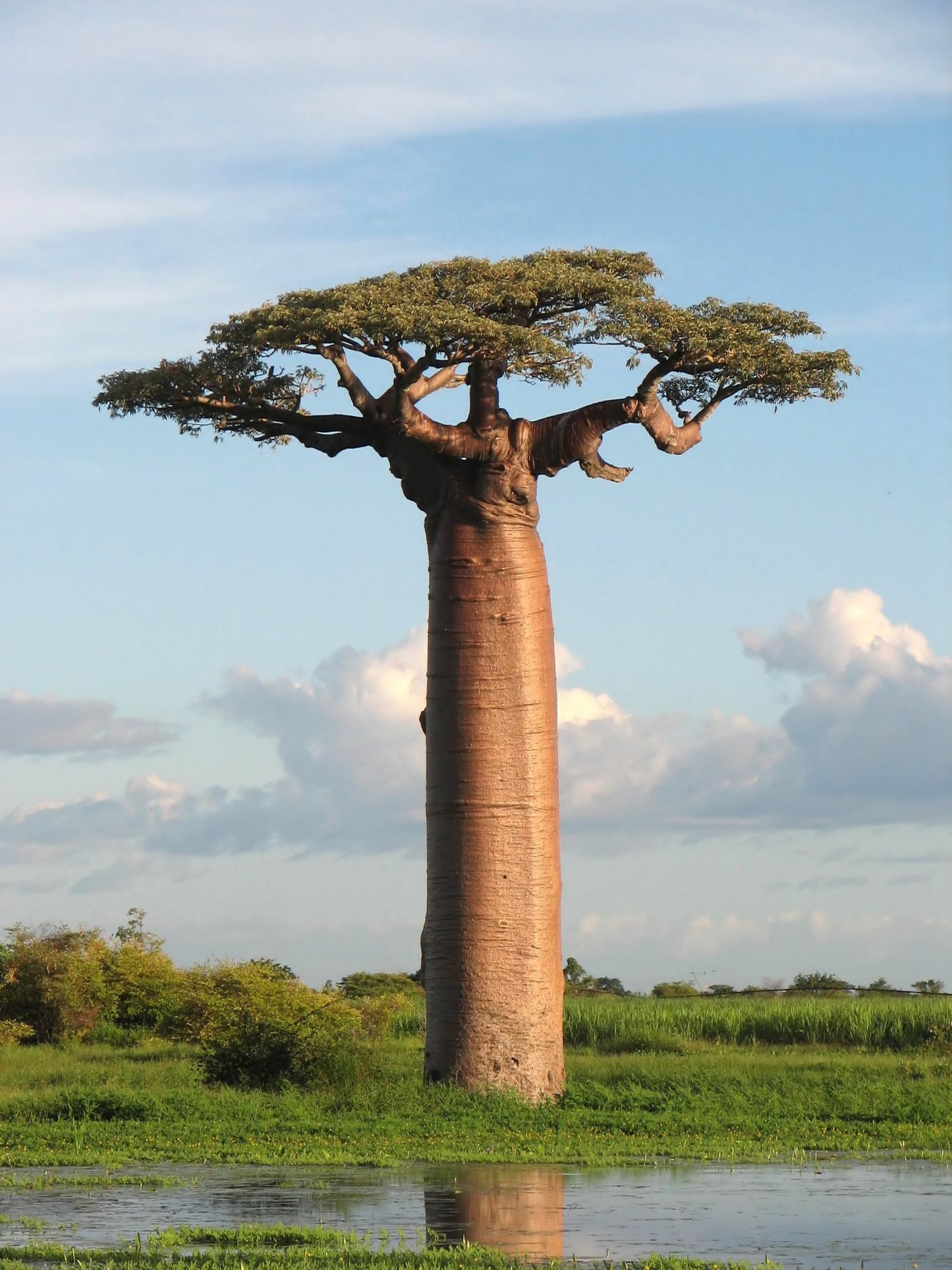 Baobab Tree Seeds 