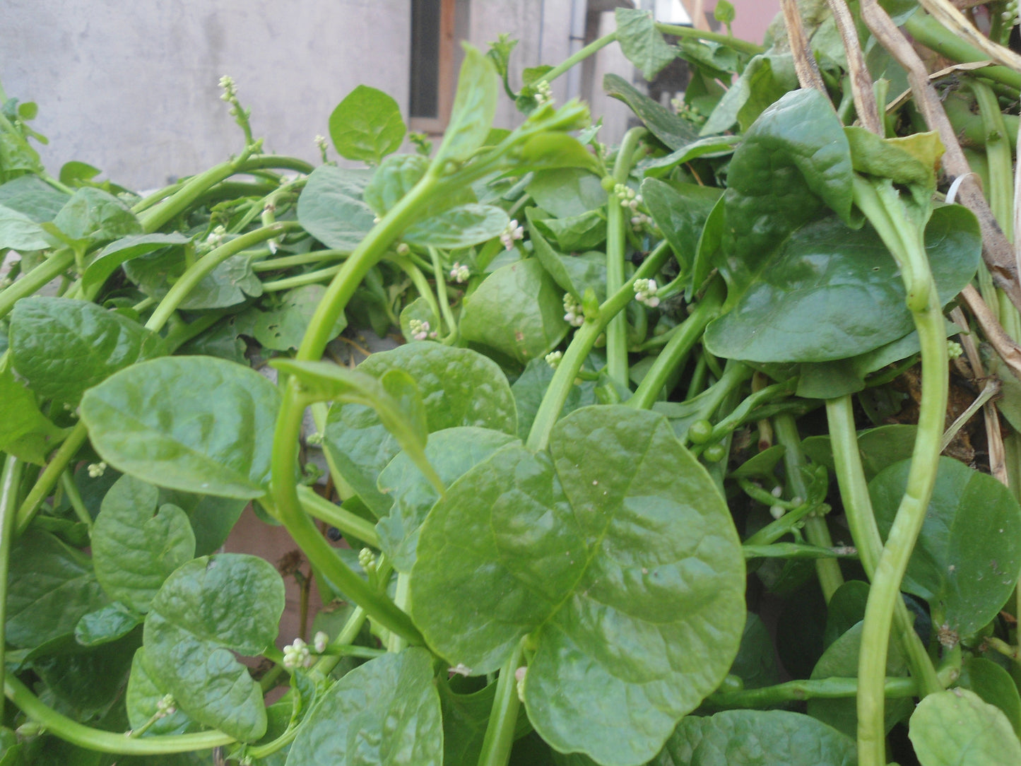 Spinach Plant Seeds, Malabar Spinach Seeds