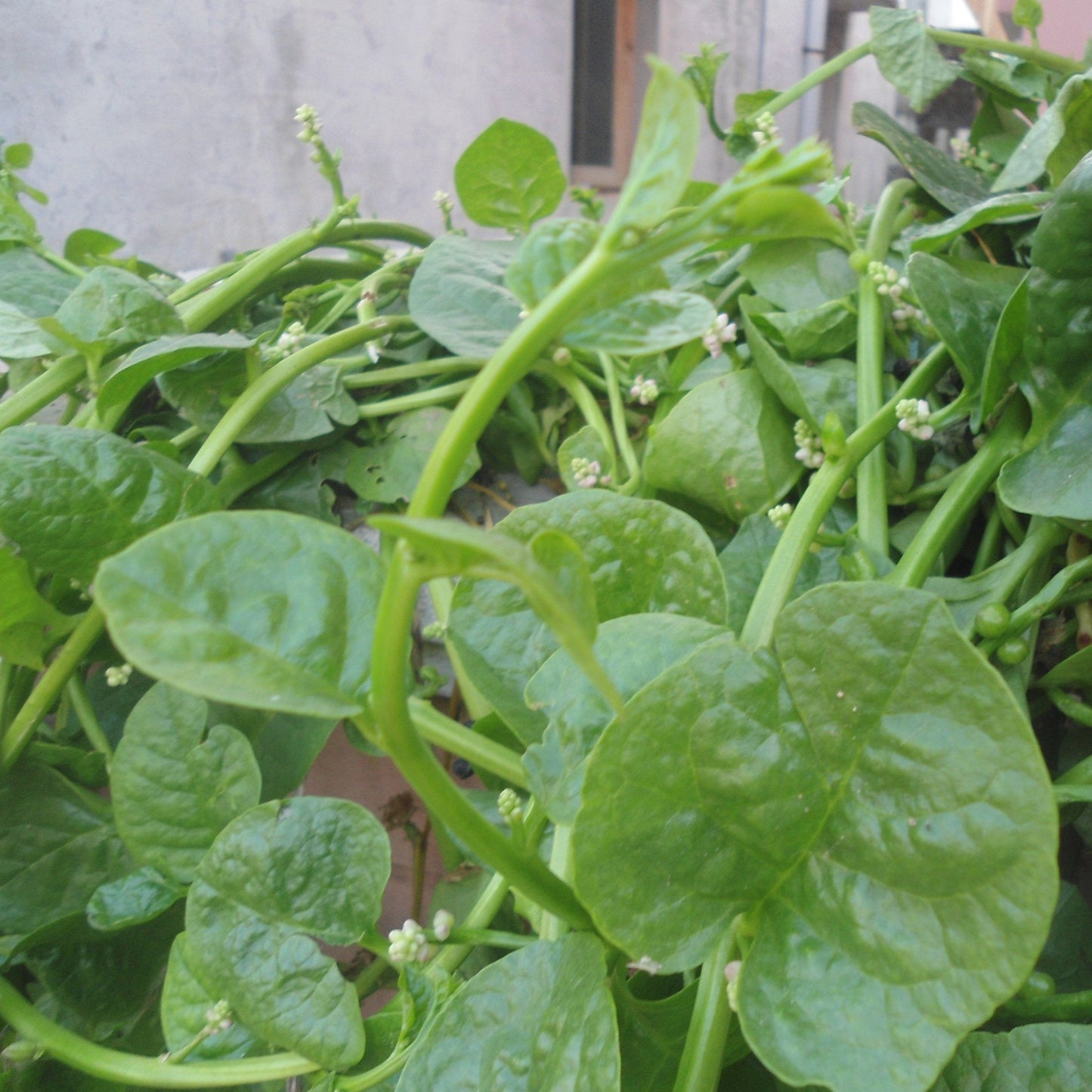 Spinach Plant Seeds, Malabar Spinach Seeds