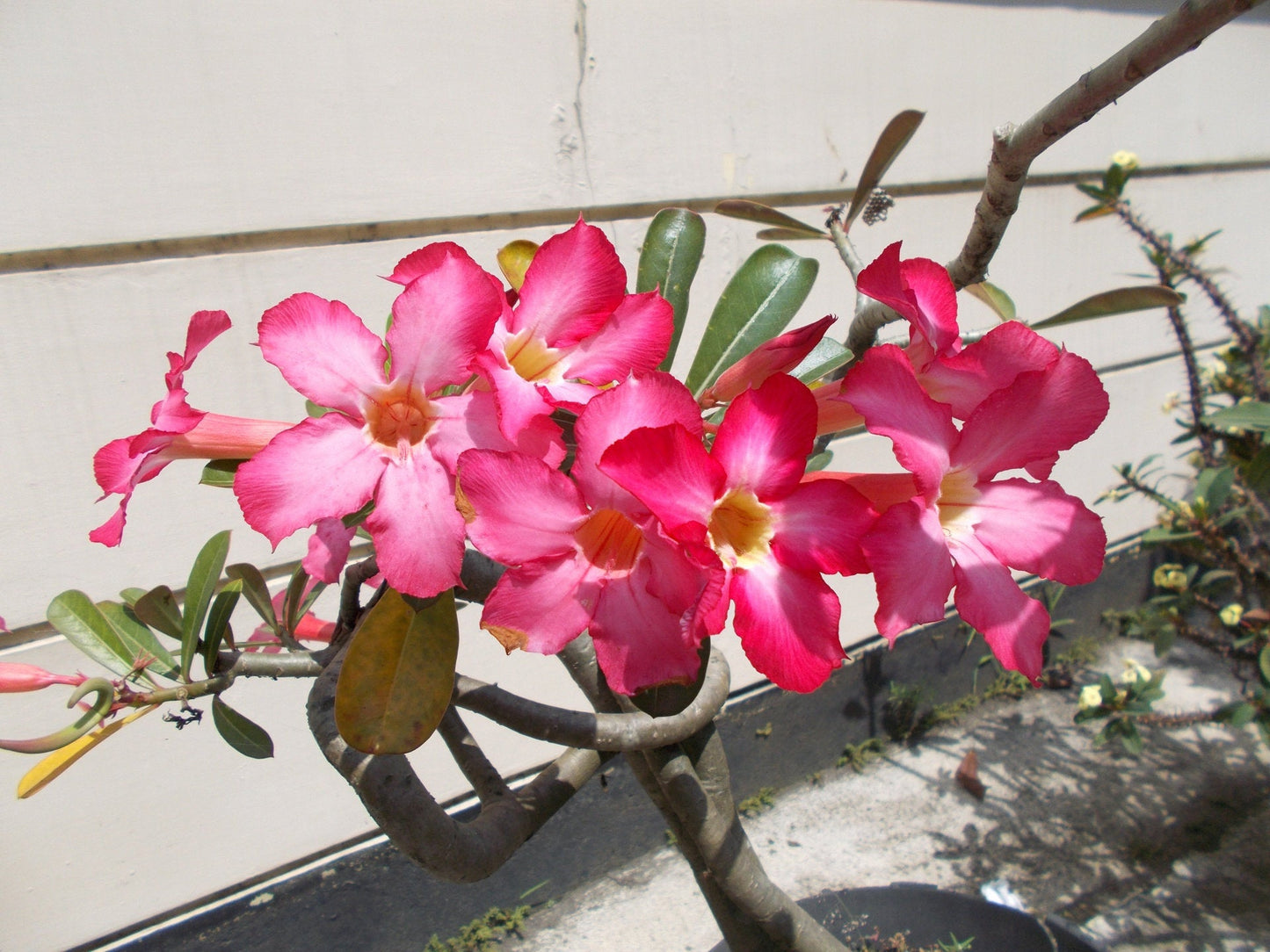 5Pc Desert Rose Plant Seed