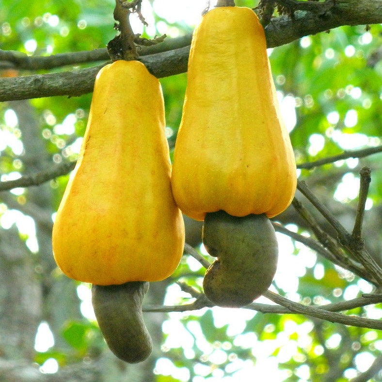 3Pcs Cashew Plant Seeds