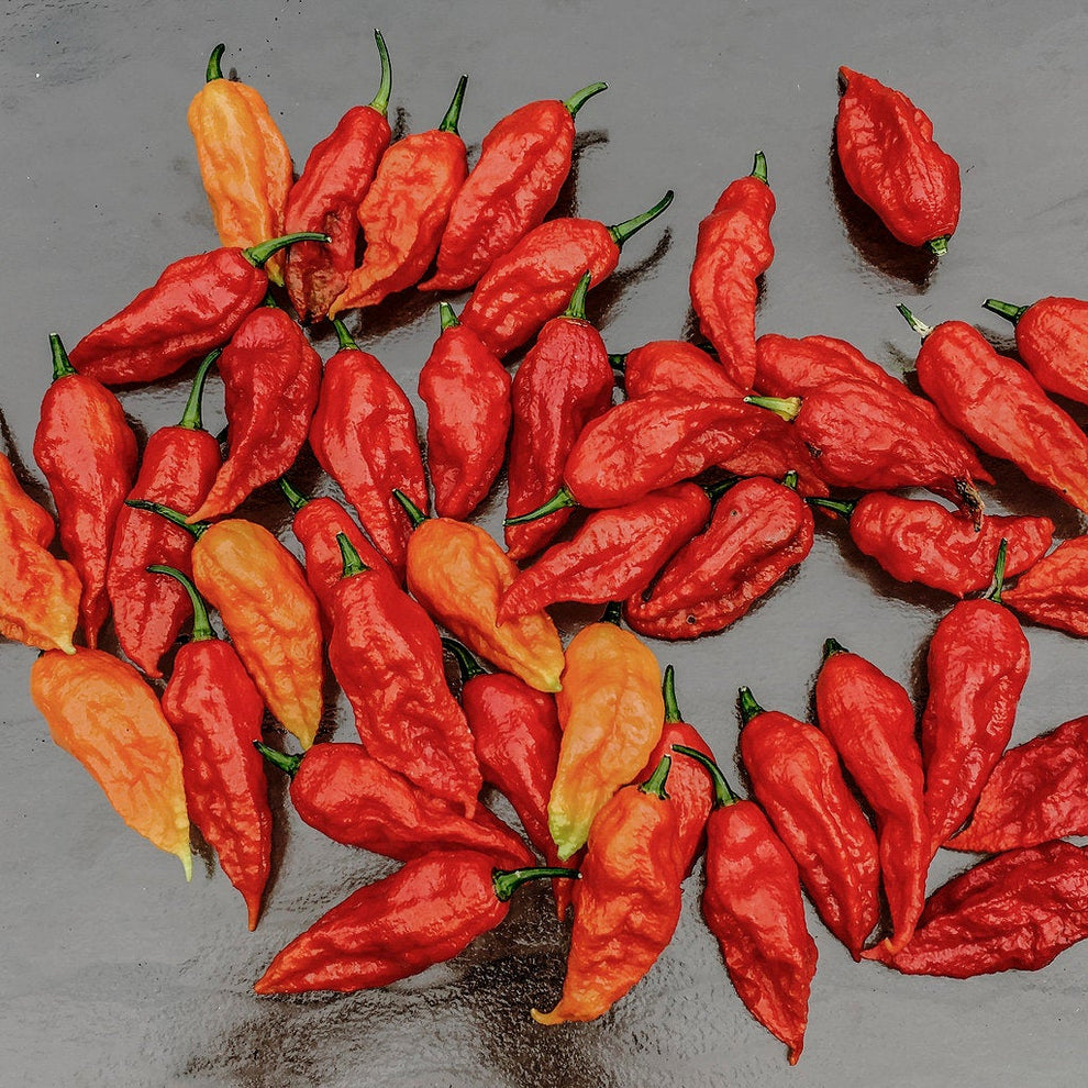 100Pcs Ghost Chili Pepper Plant Seeds Passion For Plantation