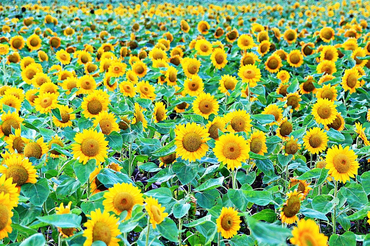 50Pcs Sunflower Plant Seeds, Sunflower seeds