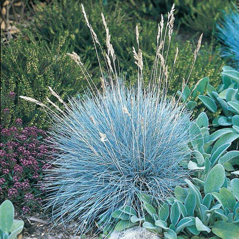 75Pcs Blue Fescue Grass Seeds, Festuca ovina glauca