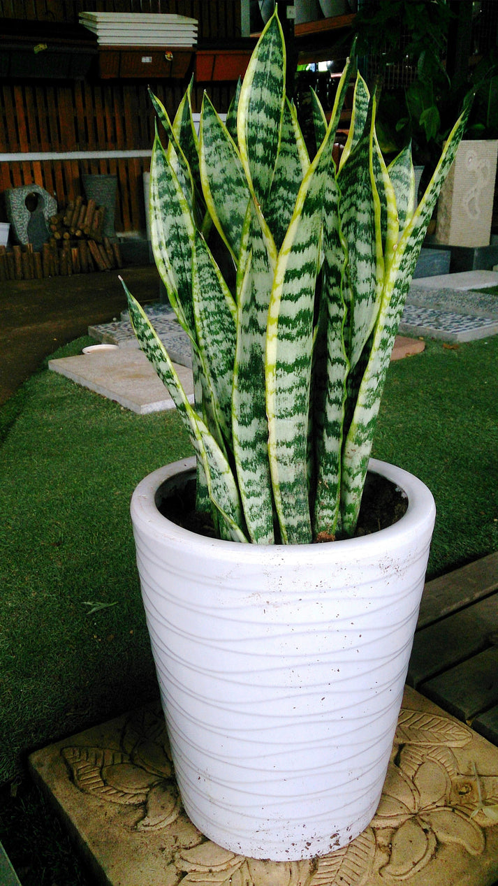 Snake Plant Seeds (Sansevieria trifasciata) Passion For Plantation