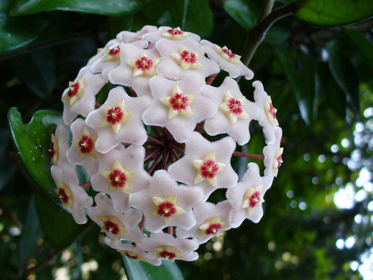 50Pcs Hoya Flower Seeds