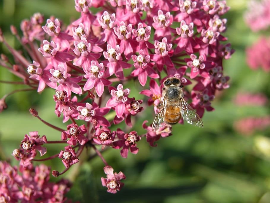 50Pcs Milkweed Flower Seeds, Attracts Bees and Butterflies