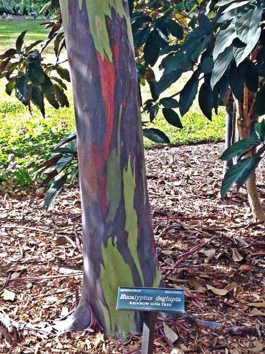 Rainbow Eucalyptus deglupta Tree Seeds