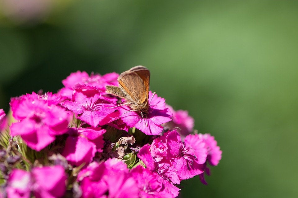 50Pcs Phlox Flower Seeds, Garden Flower, Attracts Bees and Butterflies, Honey Bee Flower