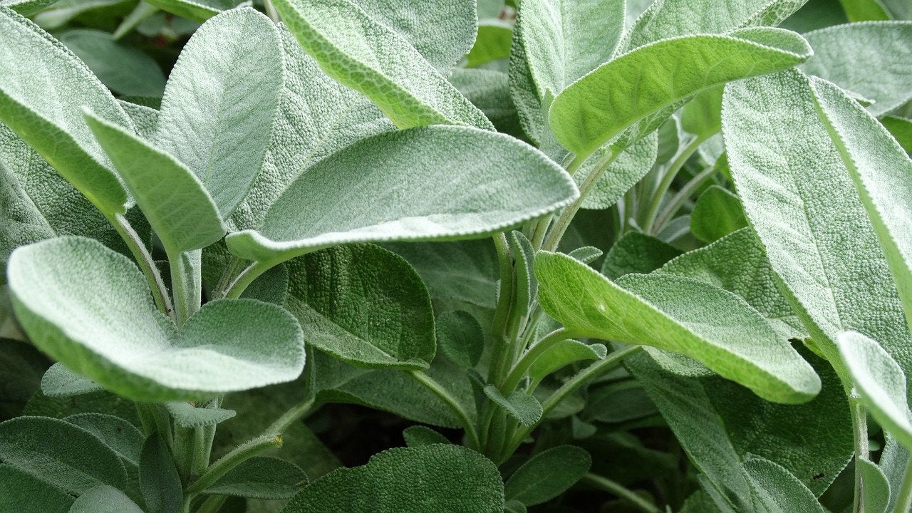 100Pcs Sage Seeds - For Growing Aroma Plant