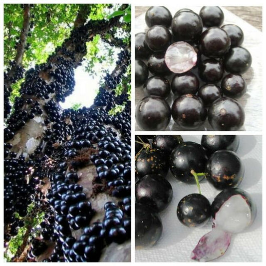 Rare Brazilian Grape Tree (Jabuticaba) Seeds