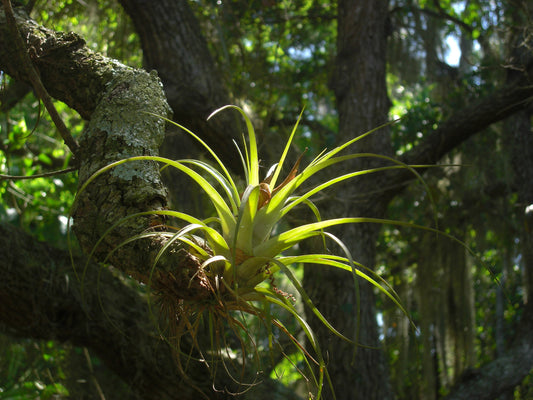 Giant Spreading Air Plant Seeds 