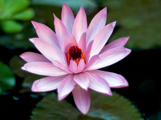 Pink Lotus 4 seeds (Nelumbo nucifera)