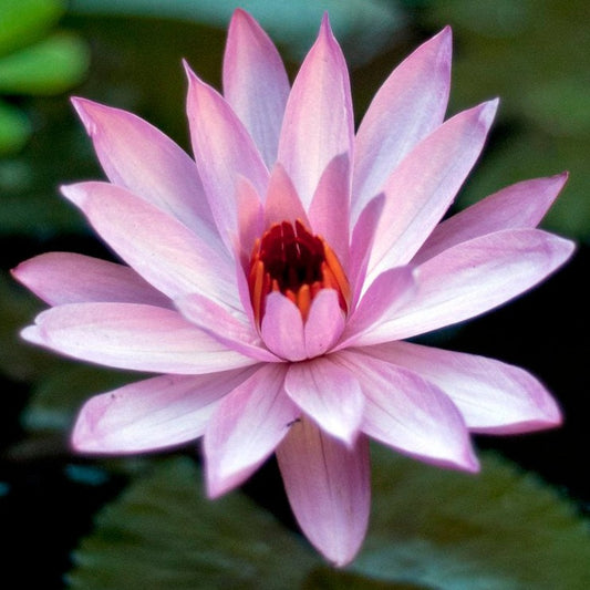 Pink Lotus 4 seeds (Nelumbo nucifera)