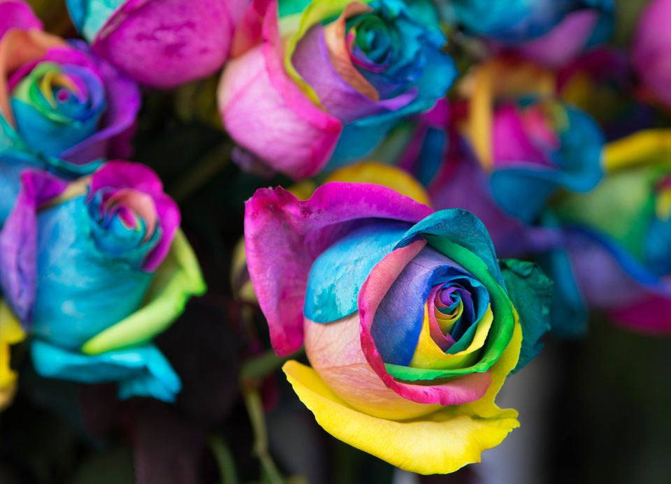 Rare Rainbow Rose Seeds